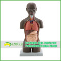 Modelos Didácticos Anatomía del Torso Humano Plástico con Órganos Removibles